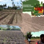 PPL Riwo, Pengembangan Tanaman Holtikultura Dapat Tingkatkan Penghasilan Petani.
