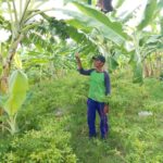 Merubah Pola Pikir Dan Cara Pandang Dari Kebiasaan Tanam Jagung, Mencoba Tanam Pisang Dan Cabe, Tidak Memerlukan Biaya Besar, Tetapi Pendapatan Lebih Besar 