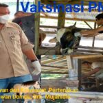 Kabid Keswan dan Kesmavet, Sampai Dengan Hari Ke-2 Vaksinasi PMK Serentak Di 8 Kecamatan Sebanyak 2.858 Ekor Ternak Sapi.
