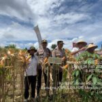 Hadiri Panen Raya Jagung, Kadistanbun, Pastikan Capaian Peningkatan Produksi, Dukung Program Ketahanan Pangan
