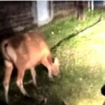 Bantu Polpp, Disnakeswan Sewa Pickup Untuk Angkut Ternak Yang Di tangkap Di Wilayah Kota