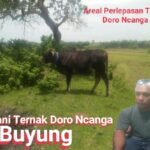 Petani Ternak, Tolak Wacana Pemda Terbitkan Perda Baru Diduga Mengurangi Areal Perlepasan Ternak Doro Ncanga"