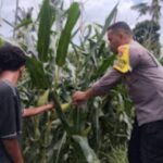 Pantau Pemanfaatan Lahan, Kapolsek Kempo, Pastikan Program Ketahanan Pangan Berrjalan Dengan Baik Di Tingkat Desa.