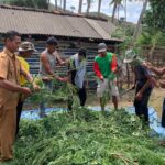 Kabid Pakan, Penggunaan Lamtoro Taramba Sebagai Pakan Ternak Berkualitas Tinggi Pada Musim Kemarau.