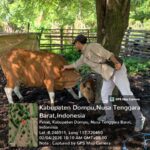 Cegah Penyebaran PMK, Disnakkeswan Dompu Lakukan Vaksinasi Dan Pengobatan PMK Secara Massal, 3 Hari Di Pengembalaan Ternak Doroncanga