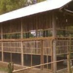 Dekat Dengan Pemukiman, Warga Sambi Tangga, Keluhkan Keberadaan Kandang Ayam Potong Yang Sangat Meresahkan,